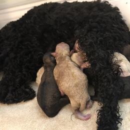 Poodle Puppies from Upper Echelon