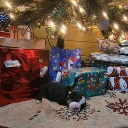 Bernese Mountain Dog Puppies from Stone Hill Farm
