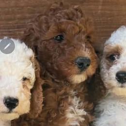 Dune (Grey boy) - Red  male Poodle puppy in Griswold, Connecticut from Flatrock Kennels of CT