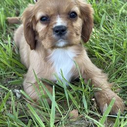 Cavalier King Charles Spaniel Puppies from Valentine Cavilers