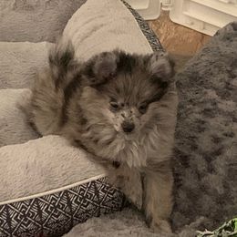 Pomeranian Puppies from Jazzi’s Poms