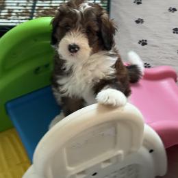 Bernedoodle, Cockapoo, and Goldendoodle Puppies from Avery Doodle Day LLC