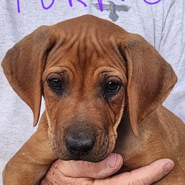Mr Purple - Red wheaten male Rhodesian Ridgeback puppy in Chino Valley, Arizona from Courage Rhodesian Ridgebacks