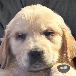 4th pick of the girls - Light golden female Golden Retriever puppy in Fisher, Illinois from Aslan's Pride of Fidei Family Farms