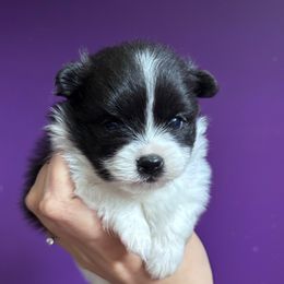 Black Parti Boy - Black parti male Pomeranian puppy in Douglas, Massachusetts from Country Oak Poms LLC