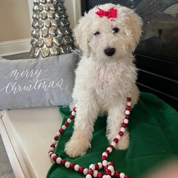 Goldendoodle Puppies from Pacific Goldendoodle, LLC