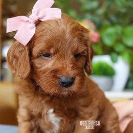 Minnow - Red  female Goldendoodle puppy in Salado, Texas from Red Ranch Dogs