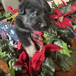 Pipi - Bi-color female German Shepherd puppy in Needham, Indiana from K-9 Twenty Nine: Vom Bauernhaus German Shepherds