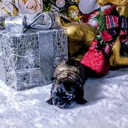 Noel - Black sabled fawn female Chihuahua puppy in Redding, California from Akc ivy league chihuahua .  Com