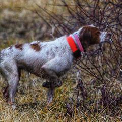 Polka - French Brittany