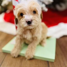 Boy 5 - Apricot male Australian Labradoodle puppy in Florence, New Jersey from Royal Manor Labradoodles