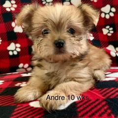 Mi-Ki Puppies from Little Angels Mi-Kis