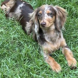 Jazzy Russian American - Dapple female Dachshund puppy in Call, Texas from Dachshund D’Amore