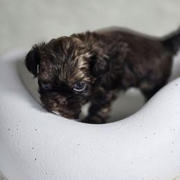 Bronco - Chocolate male Shih Tzu puppy in Hialeah, Florida from Jolie glz