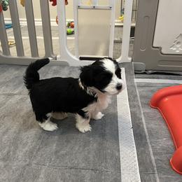 Greyson Black and White MALE - Black and white male Havanese puppy in Monahans, Texas from Homeward Havanese, LLC