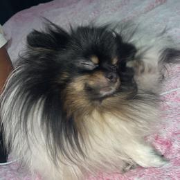 Mochi - Tri-colored male Pomeranian puppy in Brooklyn, New York from Luxury Poms