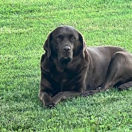 Stella - Labrador Retriever