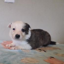 Baxter - Brindle male Border Collie puppy in Gary, Indiana from Lake Ridge Border Collies