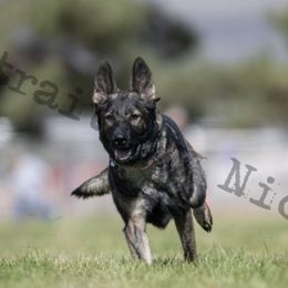 Paisley - German Shepherd