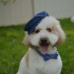 Bernedoodle, Goldendoodle, Poodle, and Sheepadoodle All Grown Up from Dapper Doodles