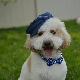 Bernedoodle, Goldendoodle, Poodle, and Sheepadoodle All Grown Up from Dapper Doodles