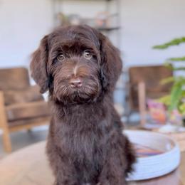 Winnie - Chocolate female Goldendoodle puppy in St George, Utah from Doodle Bears of Southern Utah