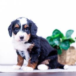 Girl 4 - female Bernedoodle puppy in Arthur, Illinois from Central Illinois Bernedoodles
