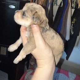 Yellow Collar - Merle female Schnoodle puppy in Winchester, Tennessee from Mahaffey’s Doodles