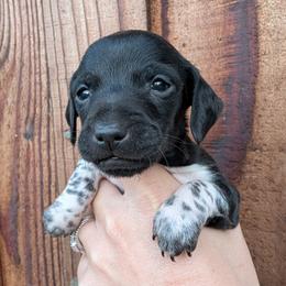 Dachshund puppies from Hill Top Dachshunds