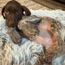 Girl 1 - Liver roan female German Shorthaired Pointer puppy in Troy, North Carolina from Uwharrie GSP