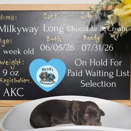 Milkyway - Chocolate and cream male Dachshund puppy in Hoquiam, Washington from Heyd's Mini Dachshunds