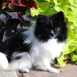 Taffy - Pomeranian
