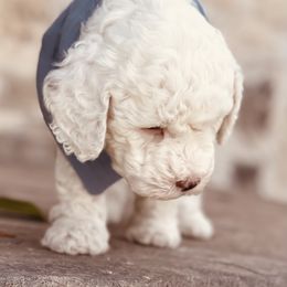 Goldendoodle and Poodle Puppies from Doodle Puppy Parti