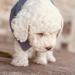 Goldendoodle and Poodle Puppies from Doodle Puppy Parti