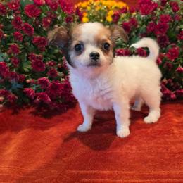 Piper - Sable spotted white female Chihuahua puppy in Plainfield, Indiana from Abby's Pampered Pooches
