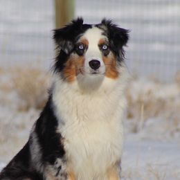 Brea - Australian Shepherd
