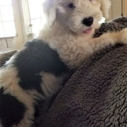 Old English Sheepdog Puppies from Wild-n-Woolly Old English Sheepdogs