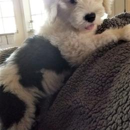 Old English Sheepdog Puppies from Wild-n-Woolly Old English Sheepdogs
