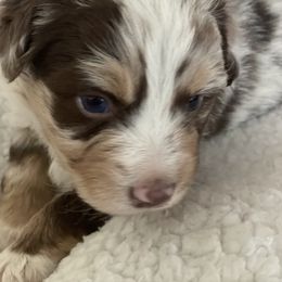 Miniature Australian Shepherd and Shih Tzu Puppies from J&R Aussies