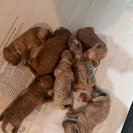 Lila - Apricot female Goldendoodle puppy in Fairmont, West Virginia from Robin Nelson