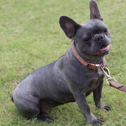 Blue barry - French Bulldog