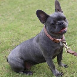 Blue barry - French Bulldog