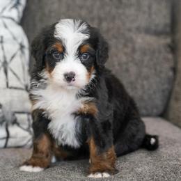 Betty - Tri-color female Bernedoodle puppy in Dundee, Ohio from Down Home Doodle