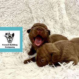 French Bulldog Puppies from The French Bulldog Company LLC