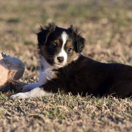 Mittens - Black tri male Toy Australian Shepherd puppy in Wichita Falls, Texas from Shooting Stars Ranch Toy and Mini Aussies
