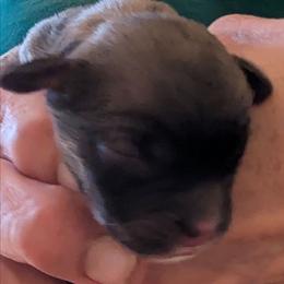 Irving - Brown male Lhasa Apso puppy in Fort Worth, Texas from Cynthia's Lhasa Apsos