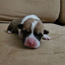 Pembroke Welsh Corgi and Saint Bernard Puppies from Middle Georgia Saints and Corgis