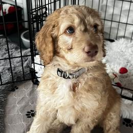 Goldendoodle Puppies from Lundee Doodles