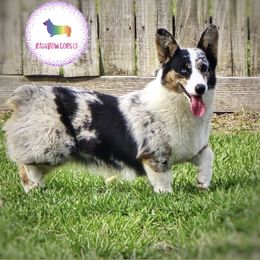 Dixie - American Corgi