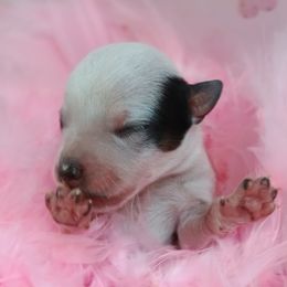 Australian Cattle Dog Puppies from Kurczak Farm LLC